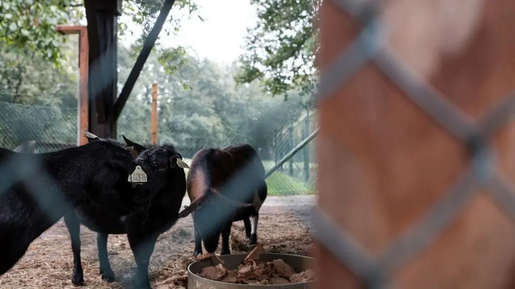 Dierenweide Saxenburgh Clara Feyoena Heem tijdelijk ontruimd