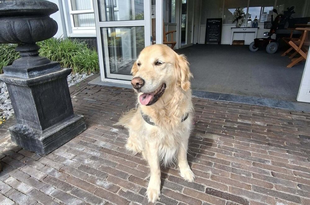 Therapiehond Spock met pensioen